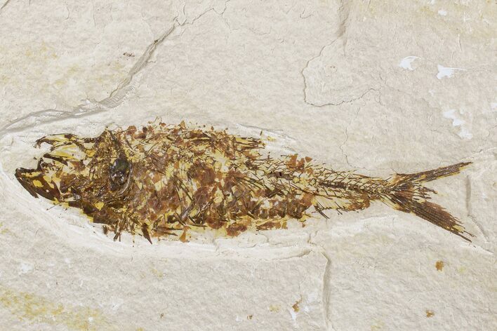 Detailed Fossil Fish (Knightia) - Wyoming #186467